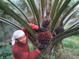 Petani Sawit Puas Tanam Varietas Simalungun, Buah Stabil Meski Kemarau