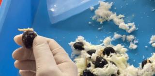 Lalu Lintas Benih Sawit Tinggi, Karantina Pertanian Perketat Pengawasan 