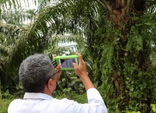 Sensor Buatan Dosen Unand ini Bisa Deteksi Tingkat Kematangan Buah Sawit