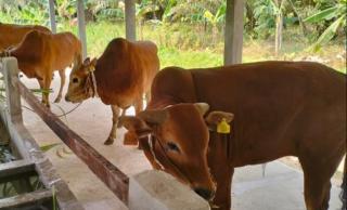 Klaster SISKA KU INTIP Dapat Bantuan Pejantan Unggul