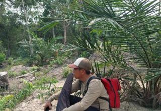 Warga Resah, Beruang Masuk ke Perkebunan Sawit di Kuansing