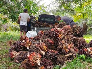 Sempat Turun, Harga Sawit Jambi Kini Naik Lagi