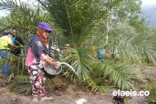 Perkembangan Mutakhir Industri Sawit Indonesia: Menciptakan Masyarakat Berpenghasilan Menengah di Pedesaan