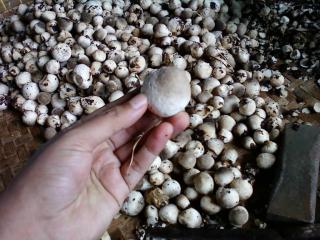 Manfaatkan Limbah Sawit, Warga Kaur Sukses Budidayakan Jamur