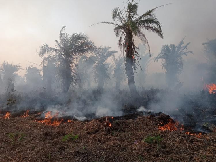 Kebakaran Kebun Sawit Ancam Kawasan Cagar Alam Air Sebakul