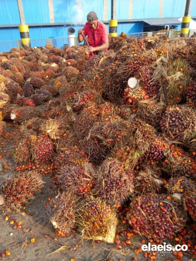 Awal November, Harga TBS Sawit dan Produk Turunannya Menurun