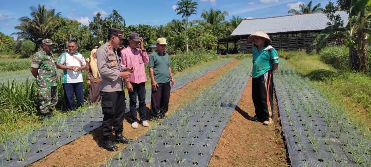Kembangkan Budidaya Bawang Merah, Bibit Gratis Dibagikan ke Petani Mukomuko
