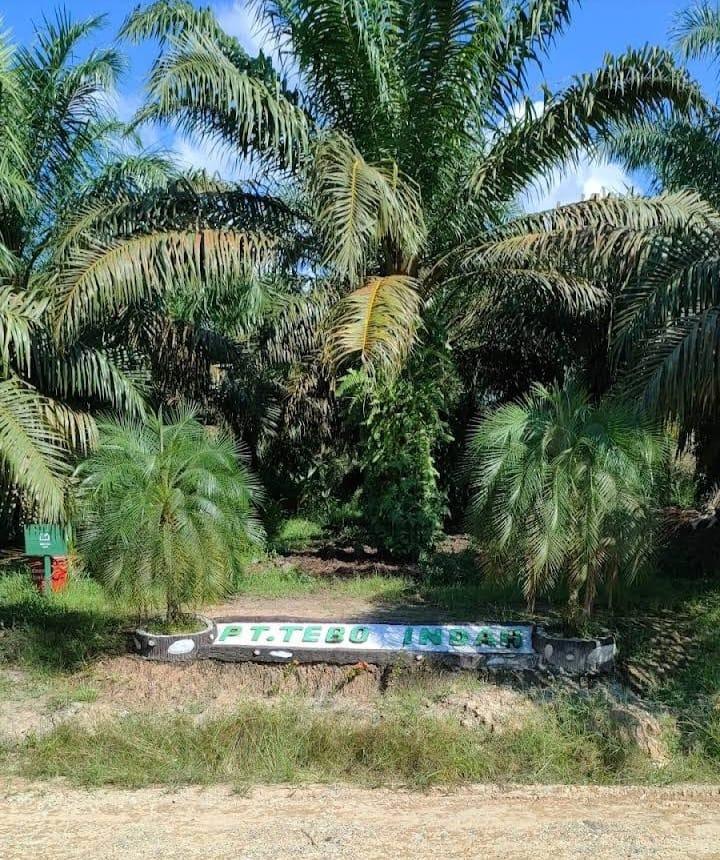 Kemitraan dengan Pola Bagi Hasil 75:25, PT Tebo Indah dan Kelembagaan Tani Masih Terus Berlanjut