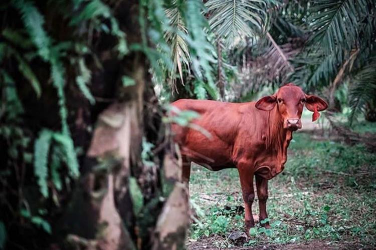 Virus LSD Merajalela, Integrasi Sawit-Sapi di Daerah Ini Mulai Goyah