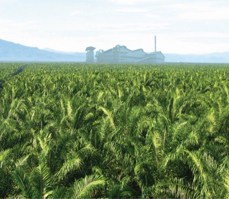 Dapat Rp 310,98 Miliar, DBH Sawit Kalbar Diharapkan Cair Sebelum Desember