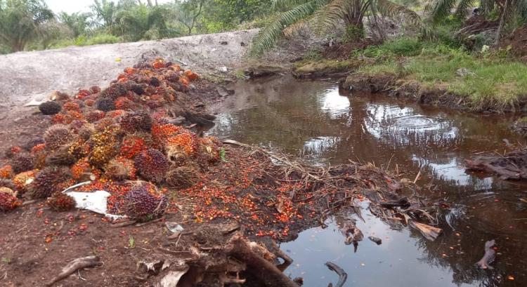 Kabupaten Sentra Sawit Ini Justru Belum Tersentuh Program PSR