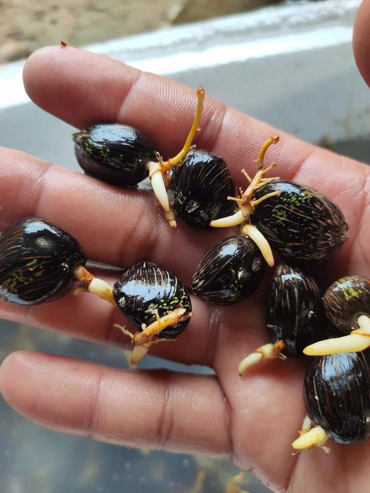 Petani Diminta Kenali Ciri-ciri Benih Sawit Palsu