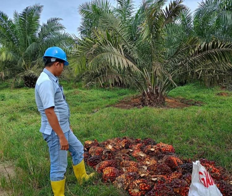 Bursa CPO Belum Berdampak Bagi Harga Sawit Petani