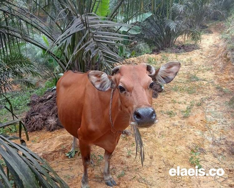 Dinas PKH Bengkulu: Integrasi Sawit-Sapi Bikin Petani Makmur