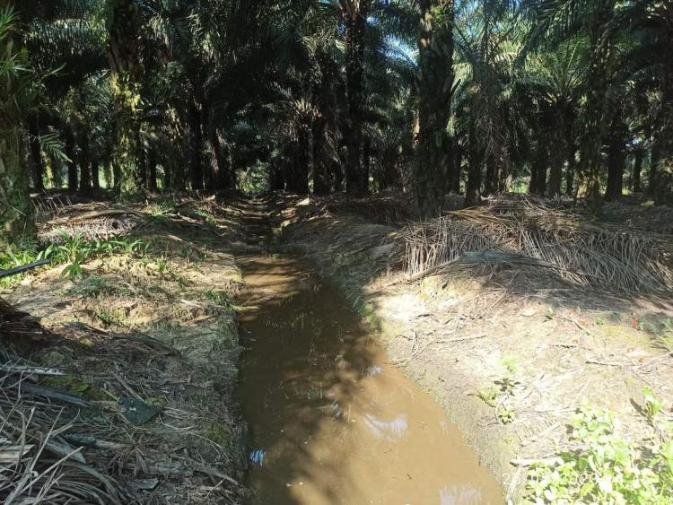Soal Limbah, Pabrik Sawit di Bengkulu Jangan Pelit ke Petani 