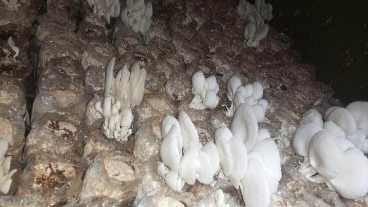 Masyarakat Diajak Budidayakan Jamur, Limbah Sawit Sebagai Media Tumbuhnya