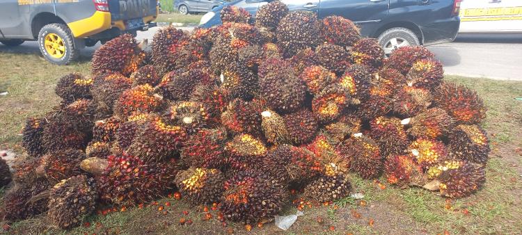 DPRD Pessel Usulkan Perda Harga Sawit