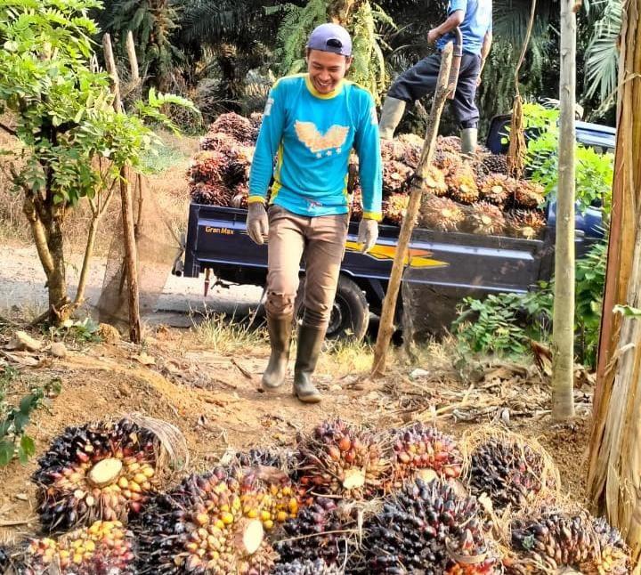 Harga Sawit di Sumut Merangkak Naik Jadi Segini