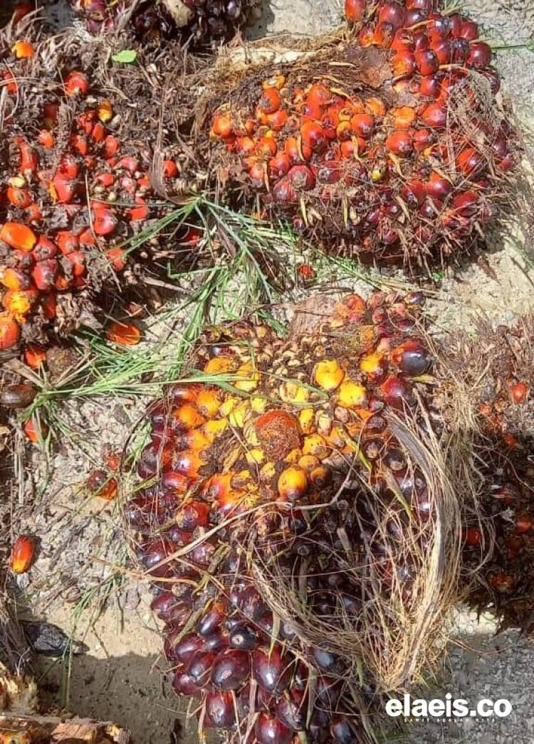  Setelah Sempat Turun, Harga TBS Sawit Jambi dan Turunannya Menanjak Lagi