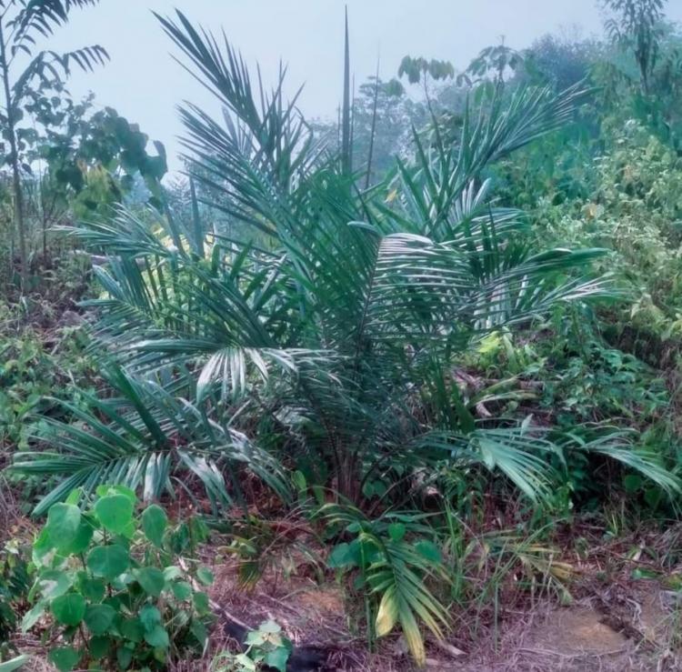 Pengamat: Musim Hujan Cocok Tanam Sawit 