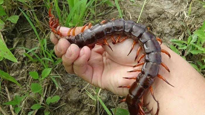 Digigit Lipan di Kebun Sawit? Beberapa Cara Berikut Diyakini Bisa Redakan Rasa Sakitnya