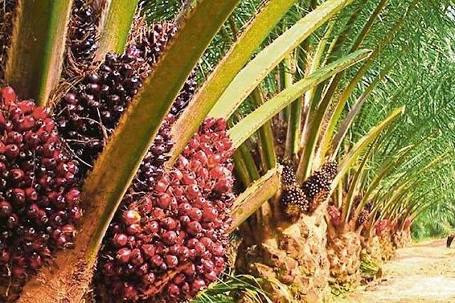 Naik, Berikut Harga TBS Sawit Jambi Periode 24 – 30 November 2023