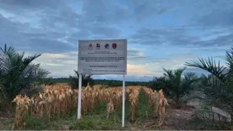 Ekonomi Sirkular, Solusi Hilangnya Pendapatan Petani Sawit Peserta PSR