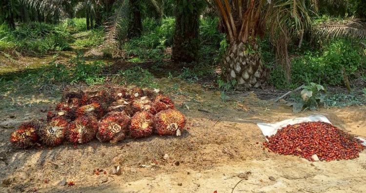 Periode Awal Desember, Harga Sawit di Jambi Turun