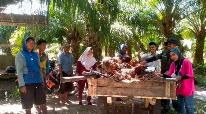 Pinrang Dorong Sawit Jadi Komoditas Unggulan Baru
