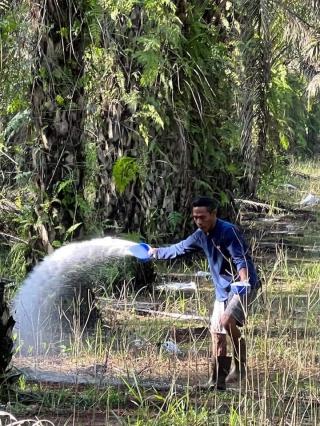 Masuk Musim Hujan, Petani Sawit Mulai Lakukan Pemupukan