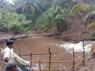Air Telaga di Tengah Kebun Sawit Berubah dari Biru Menjadi Coklat