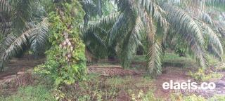 Derita Petani Sawit di Aceh; Produksi Anjlok, Harga Stagnan 