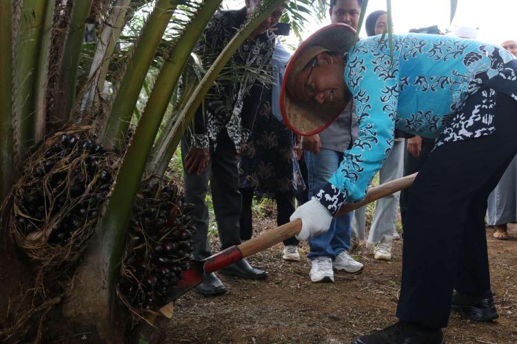 Sawit PSR di Simpang Katis Panen Perdana di Usia Tanam 32 Bulan, Segini Hasilnya