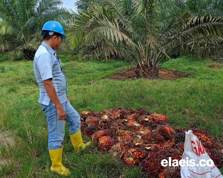 Harga Sawit di Bengkulu Utara Tak Menentu, Sebagian Pabrik Naik, Ada Juga yang Turun