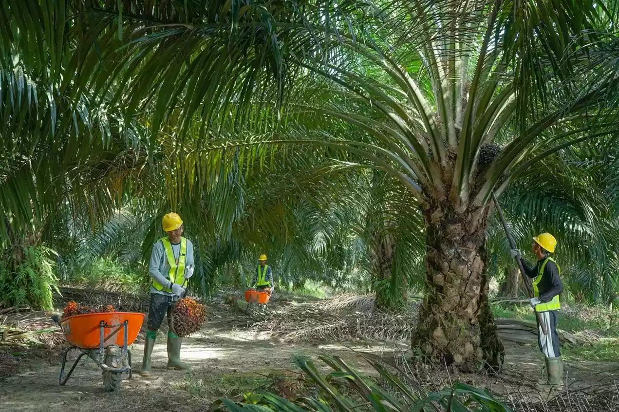 Bersiap Memasuki Perdagangan Karbon, SSMS Petakan Sumber dan Serapan Emisi