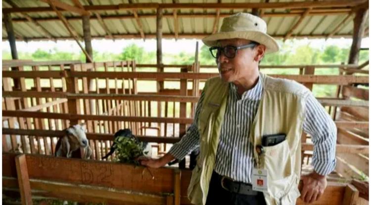 Peternak Diminta Optimalkan Potensi Sawit untuk Pakan Ternak