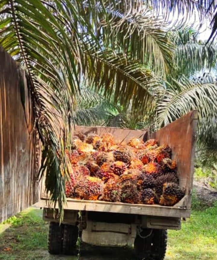 Pertengahan Desember, Harga TBS Sawit dan CPO Jambi Malah Turun Lagi