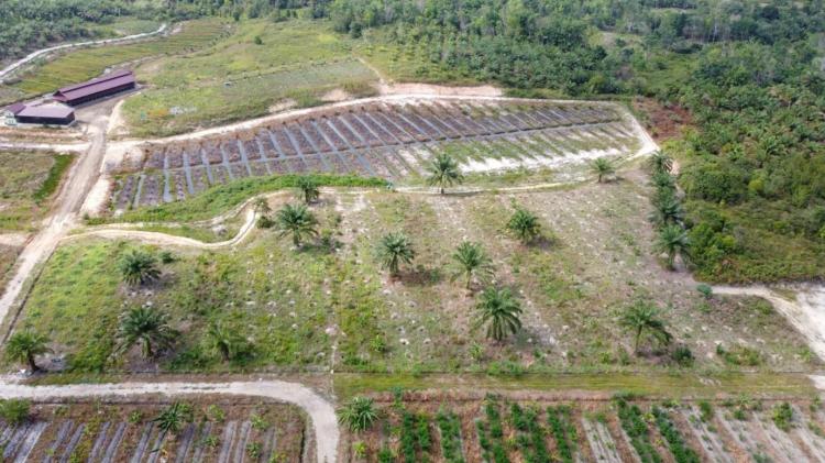 Manfaatkan Limbah Tankos, BRIN dan Kopontren Kembangkan Jeruk di Lahan Gambut