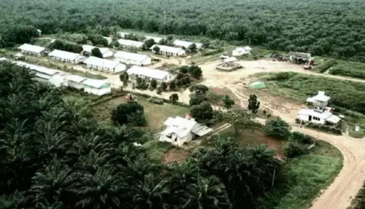 Anak Usaha Emiten Sawit Gozco Dapat Suntikan Dana Rp 450 Miliar, Mau Dipakai Buat ini