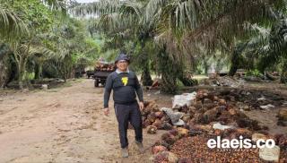 800-an Petani Sawit Bakal Hadiri Penas. Ini yang Bakal Dibahas. No 2 dan 3 Bikin Miris!