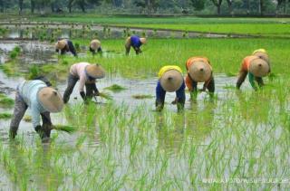 Pemkab Bengkulu Utara Siap Membantu dengan Benih Padi, Petani Sawit Menyambut Positif