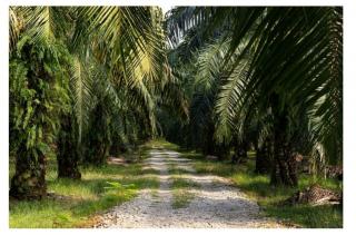 Rendahnya Produktivitas Sawit Rakyat Penyebab Rendahnya Hilirisasi, Wagub Bengkulu Mengaku Prihatin