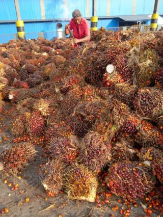 Dua Grup Raksasa Ini Diduga Abaikan Harga Disbun dalam Pembelian TBS Petani