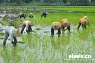 Bupati Bengkulu Utara Menganjurkan Petani Sawit Menanam Padi, Petani Mencemaskan Peralihan Tanaman