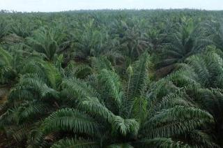 Program Peremajaan Kelapa Sawit 2024 di Mukomuko Terkendala Ketidakpastian Batas Kawasan