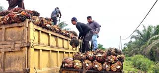 Petani Tunggu Resolusi Capres untuk Sawit Indonesia