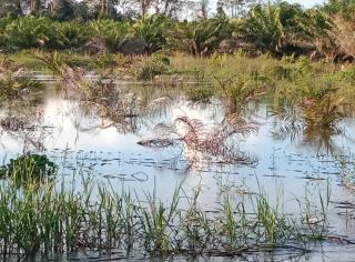 Banjir Berkepanjangan, Puluhan Hektar Sawit Program PSR di Aceh Singkil Mati