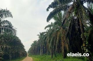 Bro! Palm Oil Free Sama Saja Anti Environment. Ini Buktinya...