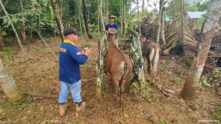 Jadi Sentra Sapi Potong Kalsel, Berikut Sederet Masalah Peternakan di Tala