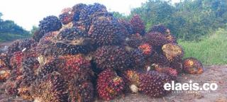 Jelang 2024, Harga Sawit Petani Swadaya di Riau Merosot